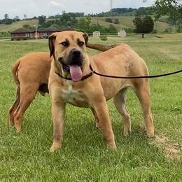 Cookie - Boerboel