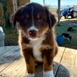 Cash - Red tri-color male Australian Shepherd puppy in Preston, Idaho from KC Bar Ranch Aussies
