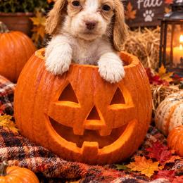 Fancy - Cream female Dachshund puppy in Hudson, Michigan from Mittentail Kennel Miniature Dachshunds & Australian Shepherds