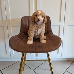 Arlie - Apricot male Goldendoodle puppy in Prattville, Alabama from Jericho Junction Doodles and Poodles