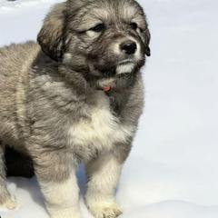 Orange - Fawn male Anatolian Pyrenees puppy in Pleasant View, Colorado from Pails & Provisions Farm