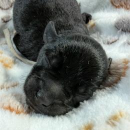Peanut - Black male Miniature Schnauzer puppy in Frankford, Delaware from Miniature Schnauzers of Delmarva