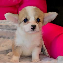 Buscuit - Red female Pembroke Welsh Corgi puppy in New Hampshire from Muddy Paws Corgis
