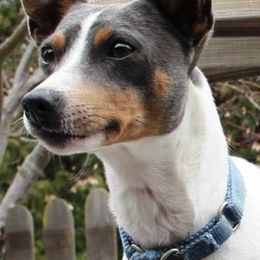 Rat Terriers from Usona Rat Terriers