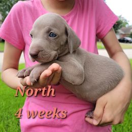 North - Gray female Weimaraner puppy in Kingwood, Texas from Desert Rose Weimaraners