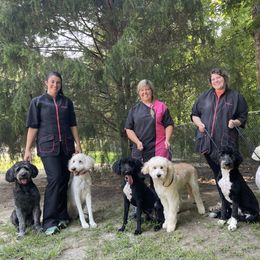 Double Doodle, Labradoodle, Poodle, and Yorkshire Terrier All Grown Up from Cotton Rack Doodles