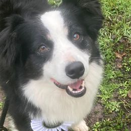 Poppy - Miniature American Shepherd