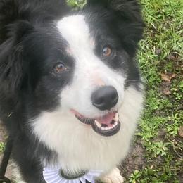 Poppy - Miniature American Shepherd