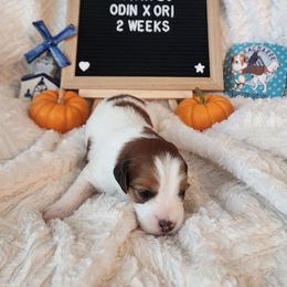 Charlie - White and red male Nederlandse Kooikerhondje puppy in Pensacola, Florida from Ragnarök Kooikerhondjes