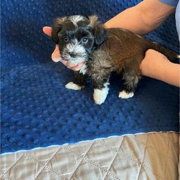 Havanese Puppies from Esplendor Havanese