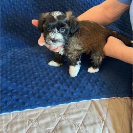 Havanese Puppies from Esplendor Havanese