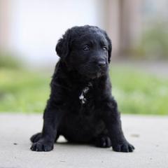 Labradoodle Puppies from Ohio heart labradoodles