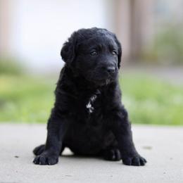 Labradoodle Puppies from Ohio heart labradoodles