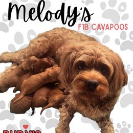 Cavapoo puppies from Ruby's Cavapoos