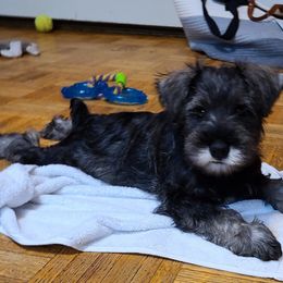 Miniature Schnauzer Puppies from SkyHigh Kennels
