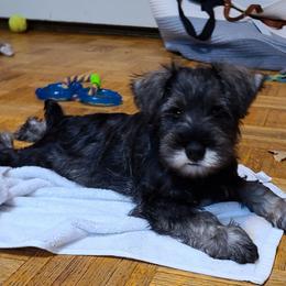Miniature Schnauzer Puppies from SkyHigh Kennels