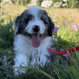 Boy 4 - Blue merle male Bordoodle puppy in Shelton, Washington from Prophecy Kennels