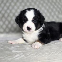 Cashew - Black tri female Miniature Australian Shepherd puppy in Killen, Alabama from Wilkers Wholehearted Mini Aussies