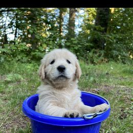 Golden Retriever Puppies from Anna's Golden Retrievers