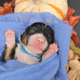Frodo - Black and tan male Pembroke Welsh Corgi puppy in Dickeyville, Wisconsin from J&R Shepherds & Corgis