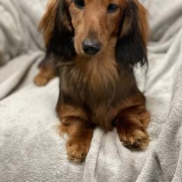 Fancy - Dachshund
