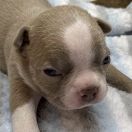 Boston Terriers from Long O Kennels