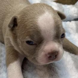 Boston Terriers from Long O Kennels