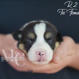 Rain 2 - Black and tan female Pembroke Welsh Corgi puppy in Straughn, Alabama from Magnolia Creek Corgis