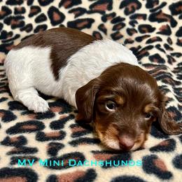 Pearl - Piebald female Dachshund puppy in Carlsbad, Texas from MV Mini Dachshunds
