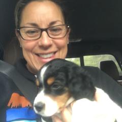 French Brittany Puppies from Breezy Point Brittanys-French and American