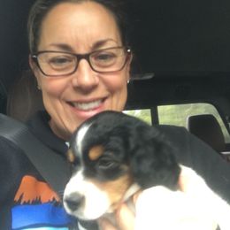 French Brittany Puppies from Breezy Point Brittanys-French and American