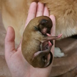Pebble - Red male Shiba Inu puppy in Osceola, Iowa from Jordan's Shiba Inu