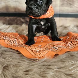 Orange-Straw carrier - Black male Cane Corso puppy in Fritch, Texas from Carrie Brown's Cane Corsos