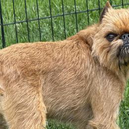 Mila - Brussels Griffon