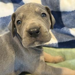 Carmen - Blue female Great Dane puppy in Hutchinson, Kansas from Dappled Danes