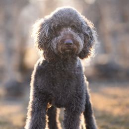 Bagheera - Goldendoodle