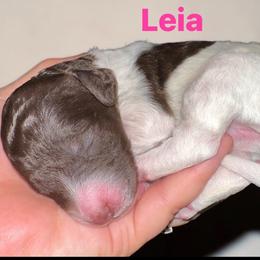 Leia - Parti female Poodle puppy in Prosperity, Pennsylvania from Stelladoodles & Company