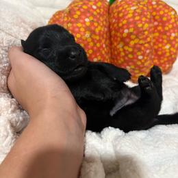 Betty - Black female Scottish Terrier puppy in Stanford, Kentucky from Bluegrass Scottish Terriers