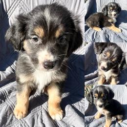 Black tri male 3 - Black tri male Miniature Australian Shepherd puppy in Brooker, Florida from Honey, I Shrunk the Aussies