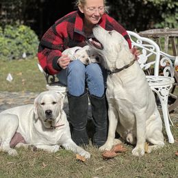 Labrador Retriever All Grown Up from Chateau St. John
