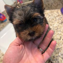Precious Baby - Black and gold female Yorkshire Terrier puppy in Riverside, California from Playful teacups Yorkshire