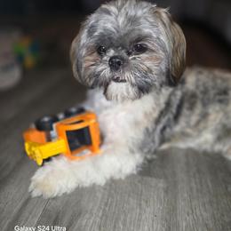 Mylo - Black white and silver male Shih Tzu puppy in Filer, Idaho from Shih Tzu Kennels
