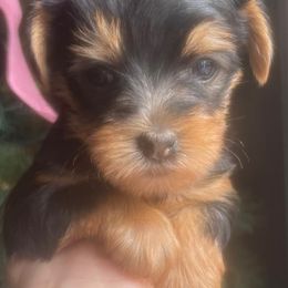 Yorkshire Terriers from Braulis' Yorkies