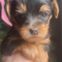Yorkshire Terriers from Braulis' Yorkies