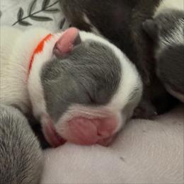 French Bulldog Puppies from Fiddyment Farm Frenchies