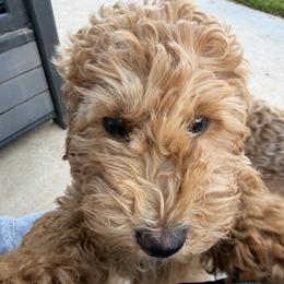 Lucy - Parti female Poodle puppy in Peoria, Arizona from Savana williams