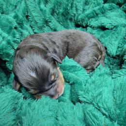 Puddles - female Australian Mountain Doodle puppy in Escondido, California from North County Doodles