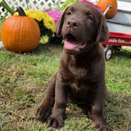 Girl 3 - Chocolate female Labrador Retriever puppy in Dartmouth, Massachusetts from Dolce Amore Labradors