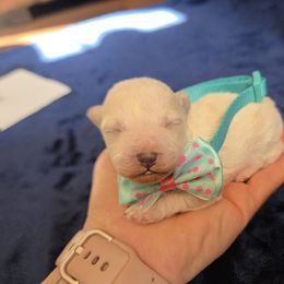 Maltipoo and Poodle Puppies from Cowgirl's Legacy