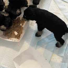Miniature Schnauzer Puppies from Kani Miniature Schnauzers